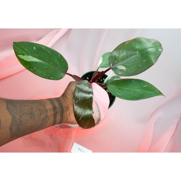 Pink Princess Philodendron 4" US Seller | RARE Pot - Picture 4 of 5